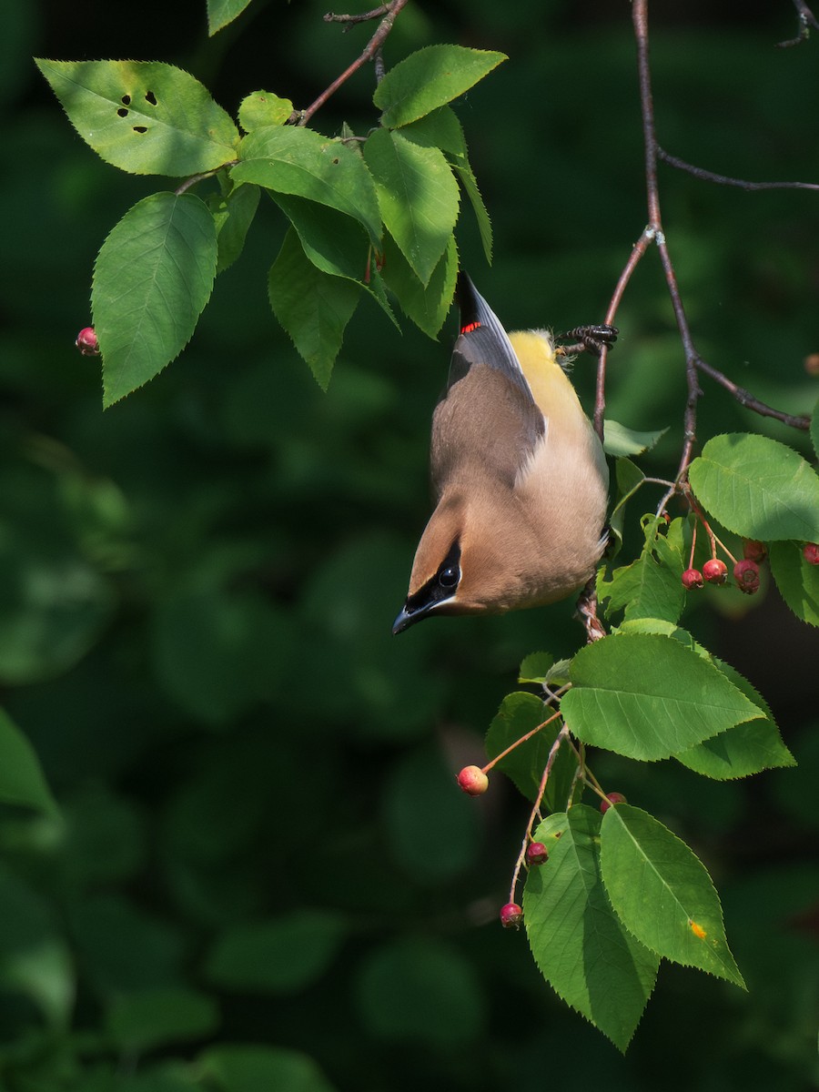 Cedar Waxwing - Ian Campbell