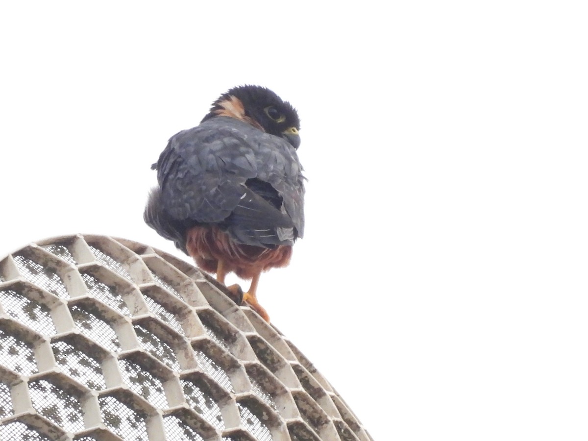 Bat Falcon - ML637442451