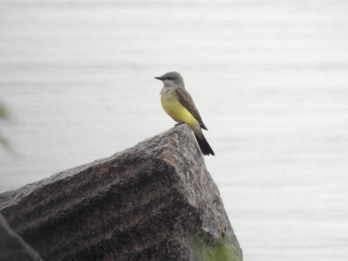 Western Kingbird - ML637442461