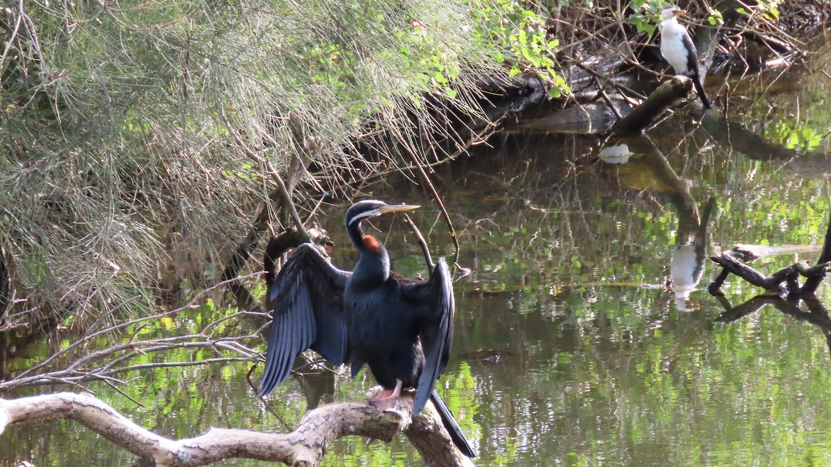 Australasian Darter - ML637442464