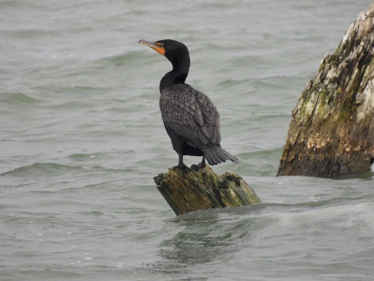 Double-crested Cormorant - ML637442468