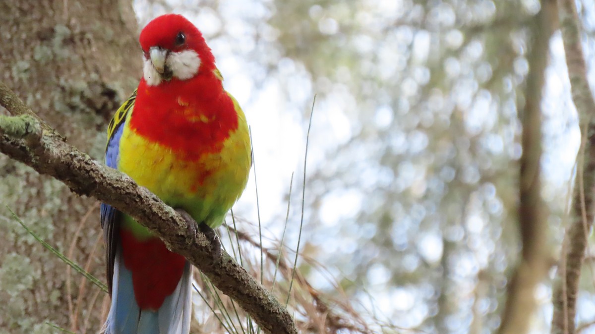 Rosella orientale - ML637442477