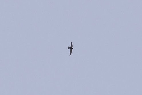 Black Swift - ML637442571