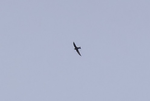 Black Swift - ML637442572