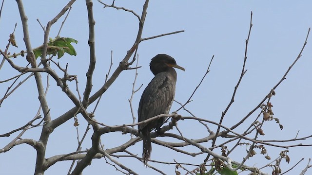 Neotropikal Karabatak - ML637442607