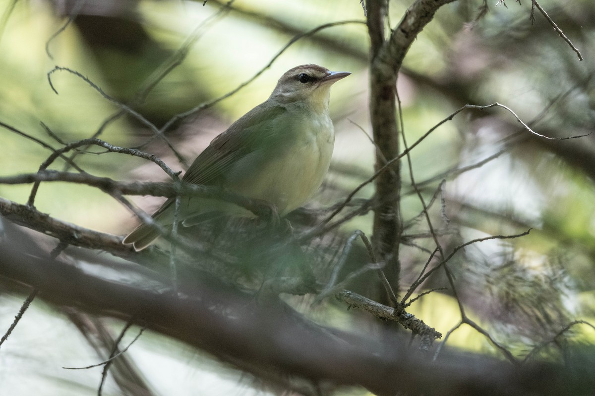 Swainson's Warbler - ML637442701