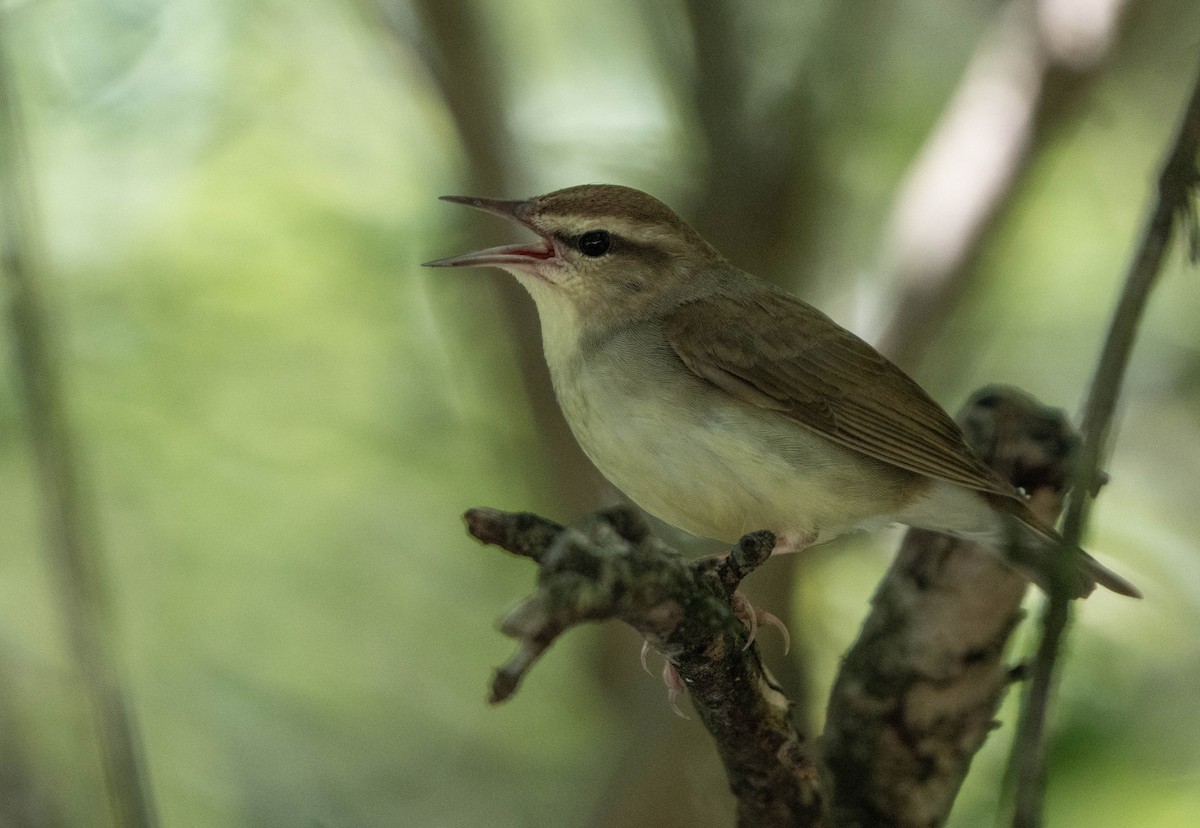 Swainson's Warbler - ML637442723
