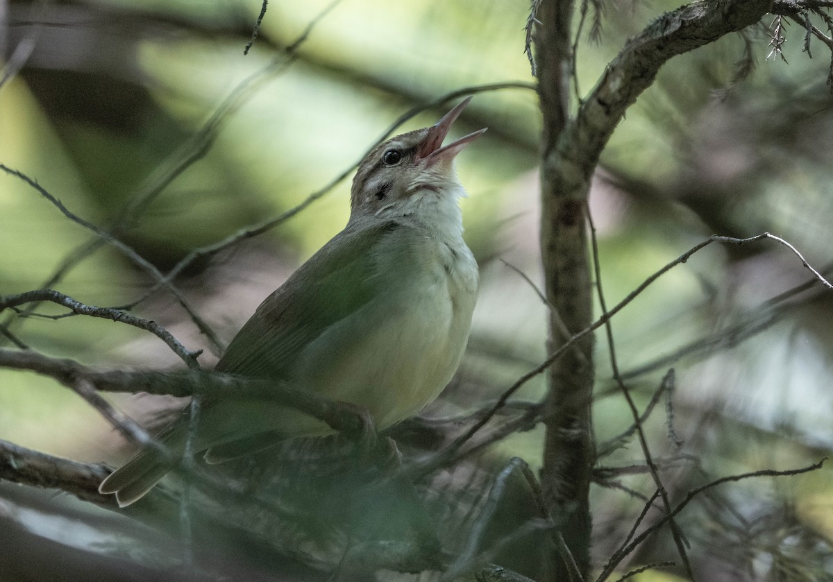 Swainson's Warbler - ML637442730