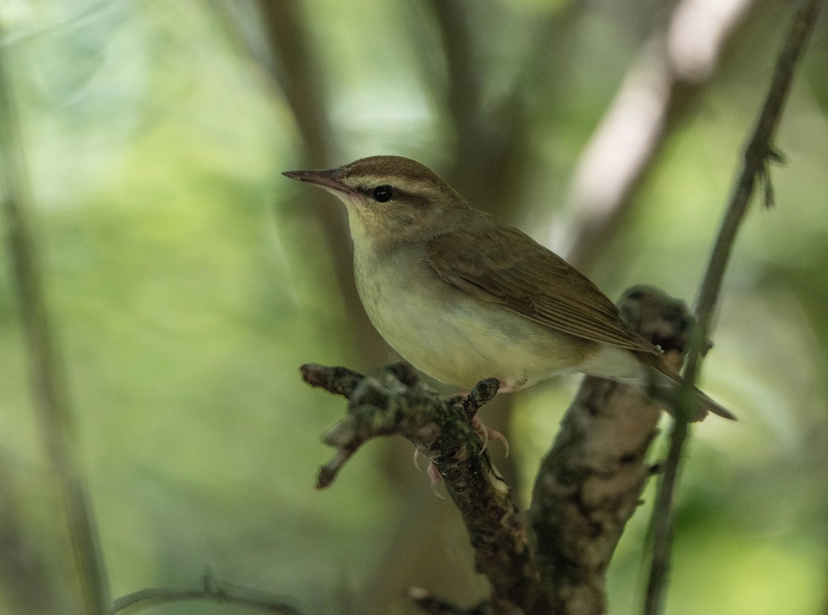 Swainson's Warbler - ML637442737