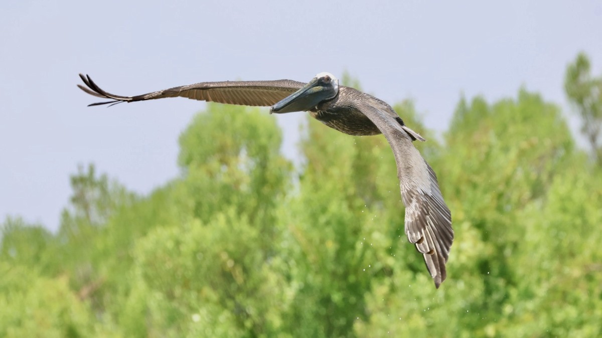 Brown Pelican - ML637442752