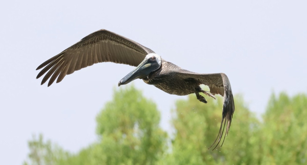 Brown Pelican - ML637442753