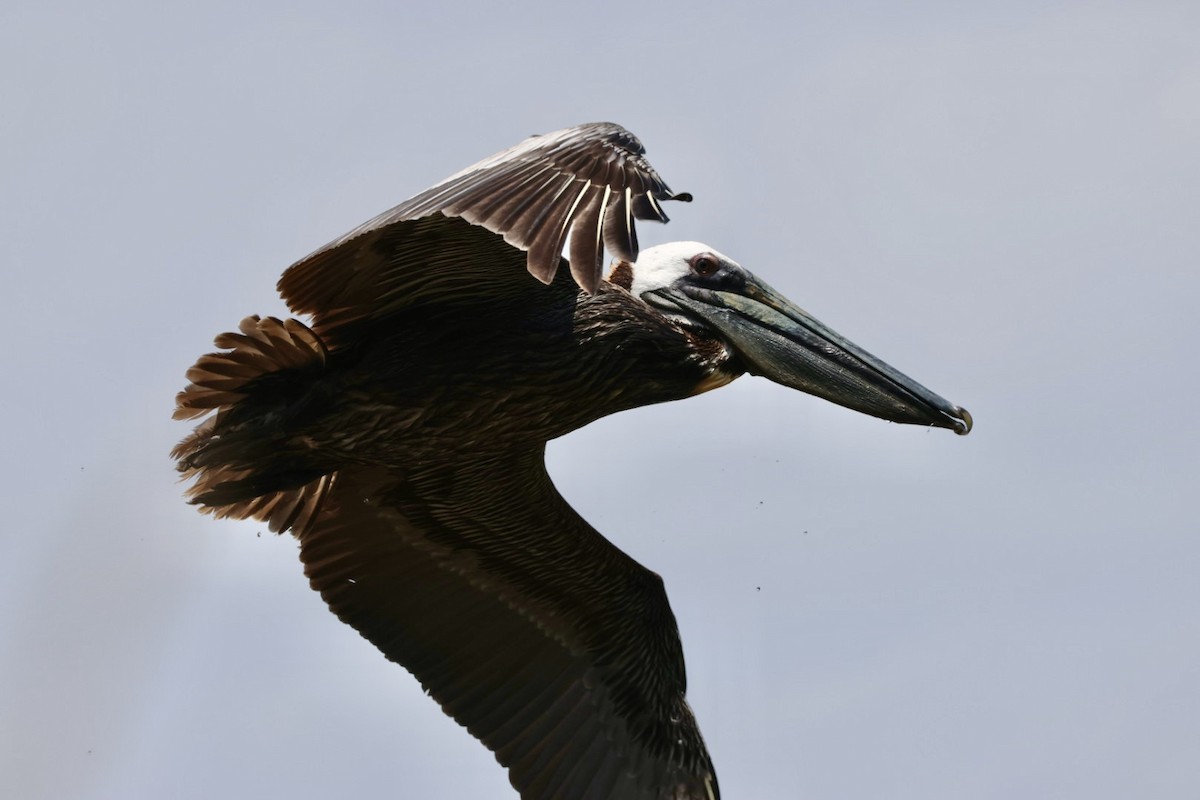 Brown Pelican - ML637442754