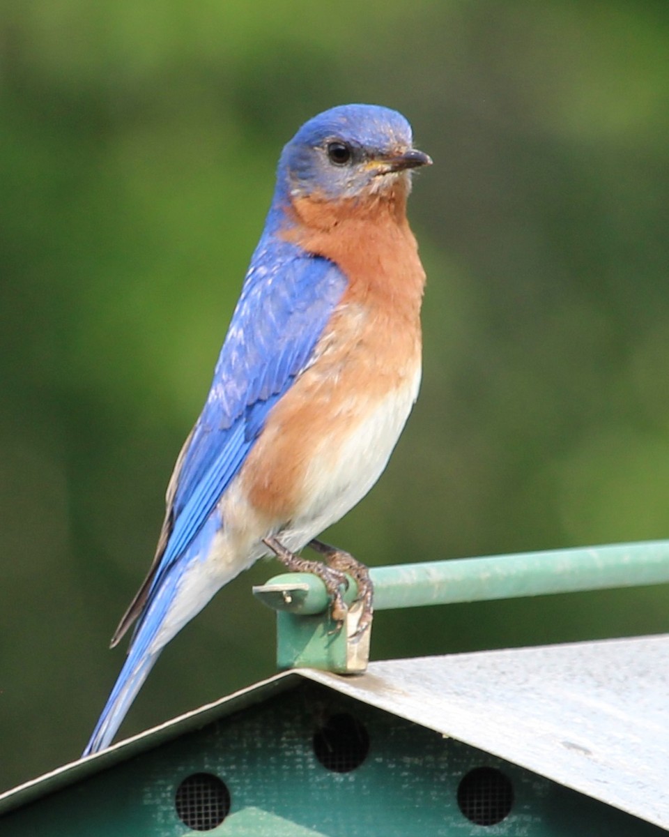 Eastern Bluebird - ML637442786