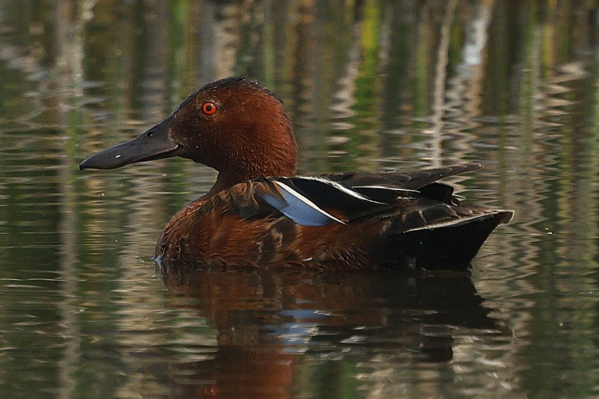 Cinnamon Teal - ML637442858