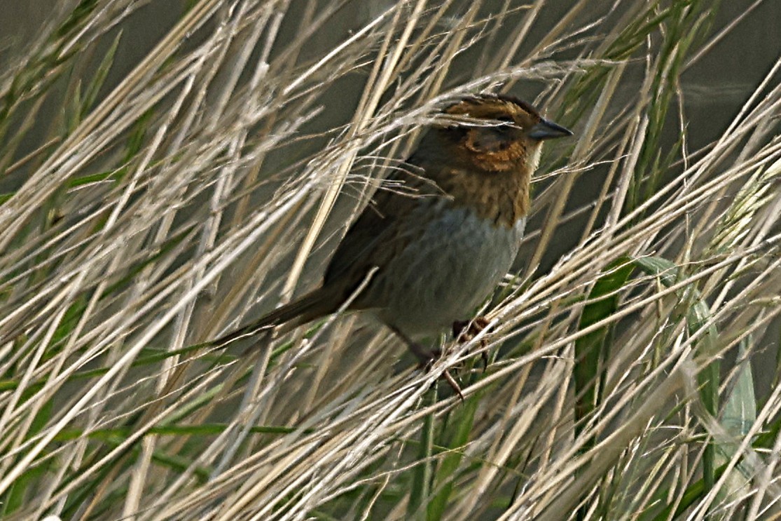 Nelson's Sparrow - ML637442903
