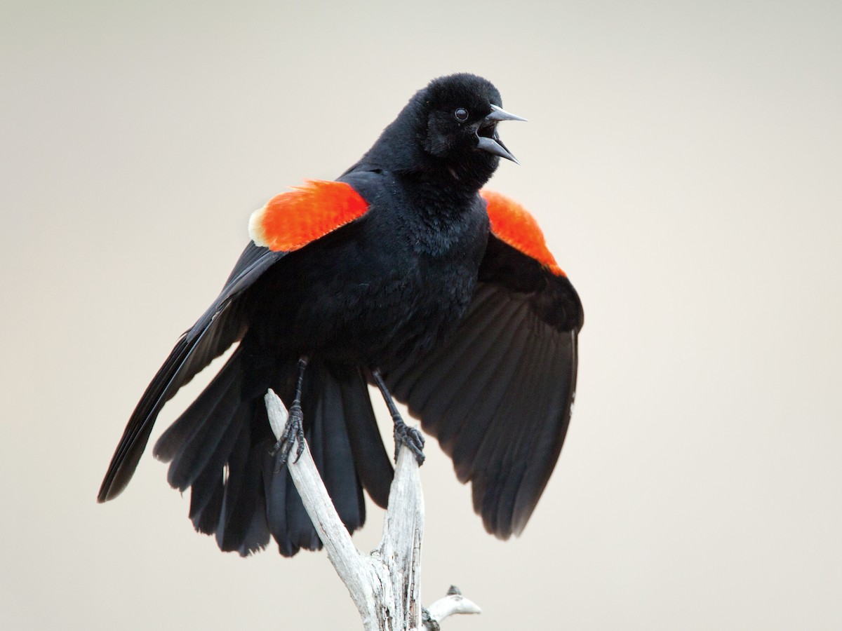 Breeding male (Red-winged)