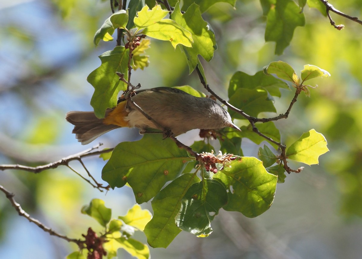 Colima Warbler - ML637443005