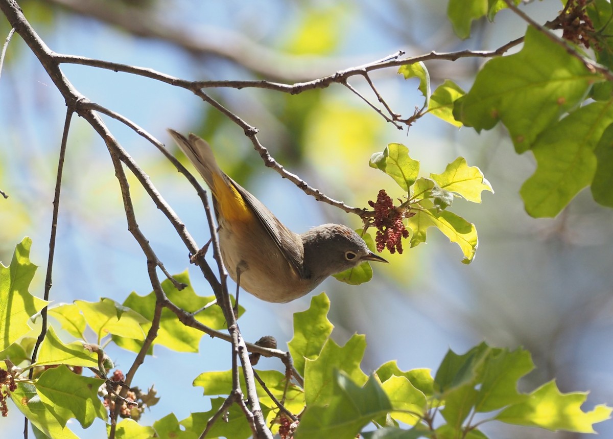 Colima Warbler - ML637443006