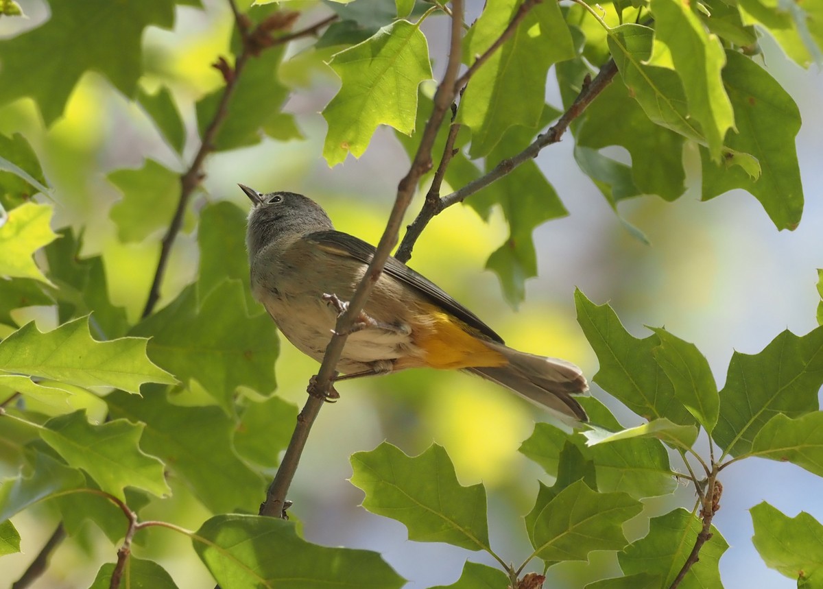 Colima Warbler - ML637443007