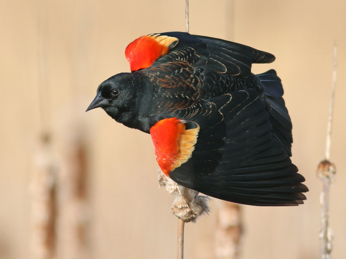 Breeding male (Red-winged)