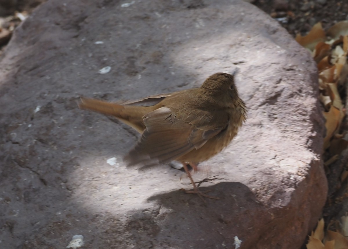 Swainson's Thrush (Russet-backed) - ML637443012