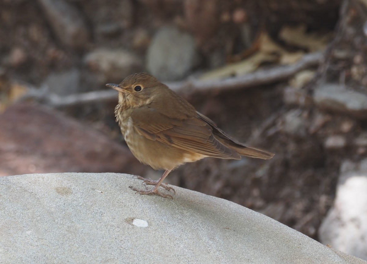 Swainson's Thrush (Russet-backed) - ML637443013