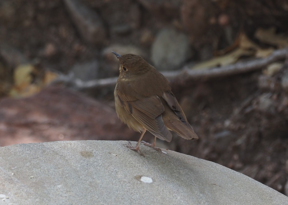 Swainson's Thrush (Russet-backed) - ML637443014