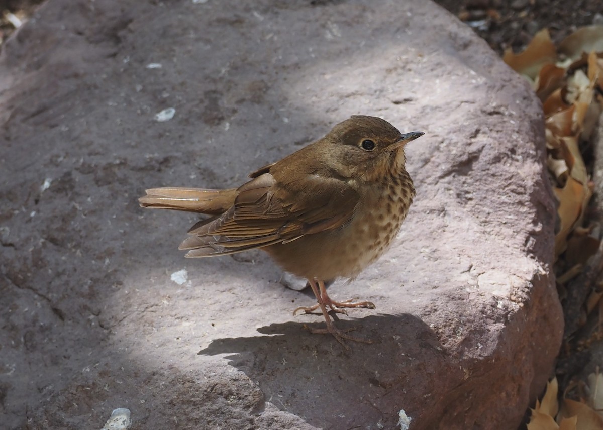 Swainson's Thrush (Russet-backed) - ML637443015