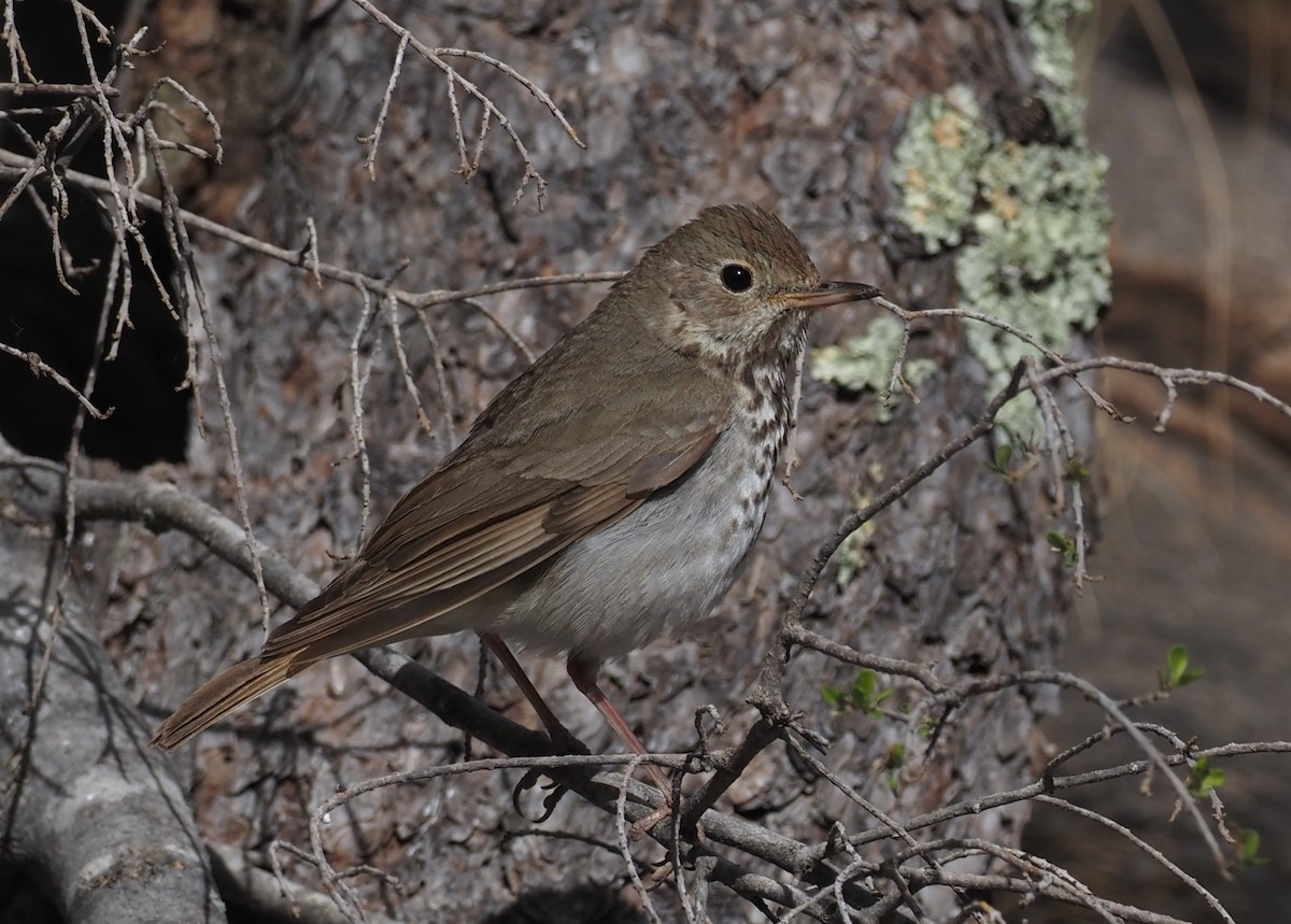 Hermit Thrush - ML637443019