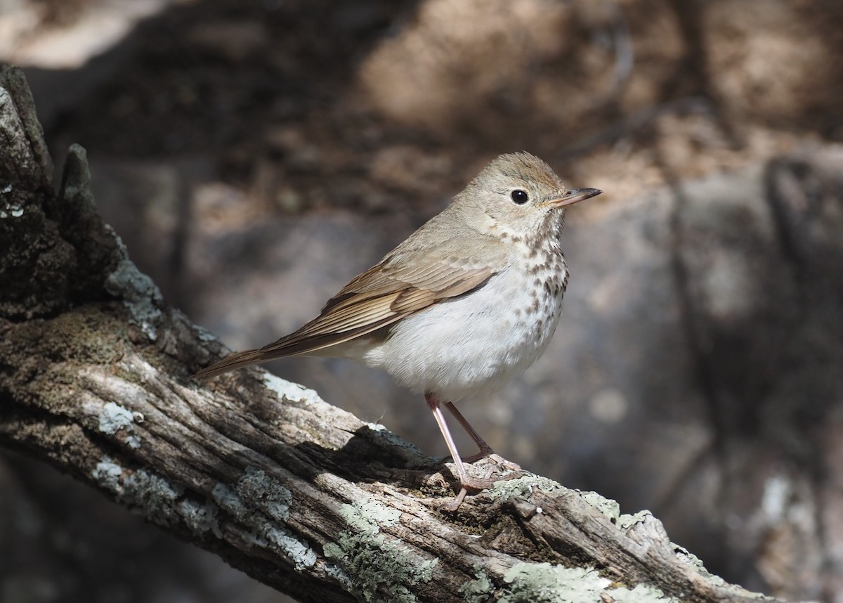 Hermit Thrush - ML637443020