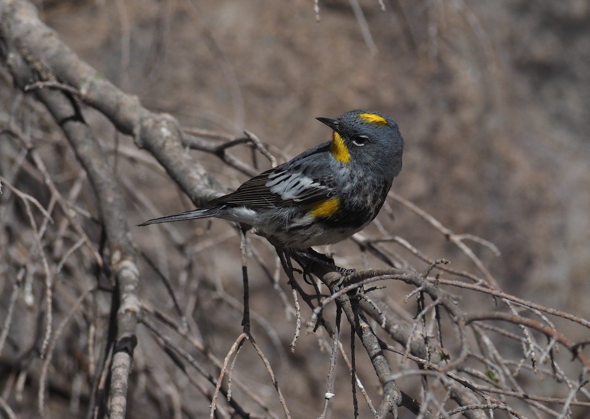 Yellow-rumped Warbler (Audubon's) - ML637443035