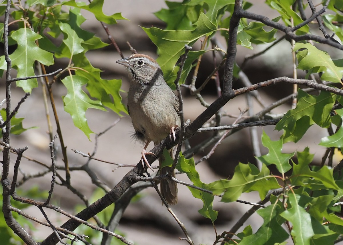 Rufous-crowned Sparrow - ML637443041