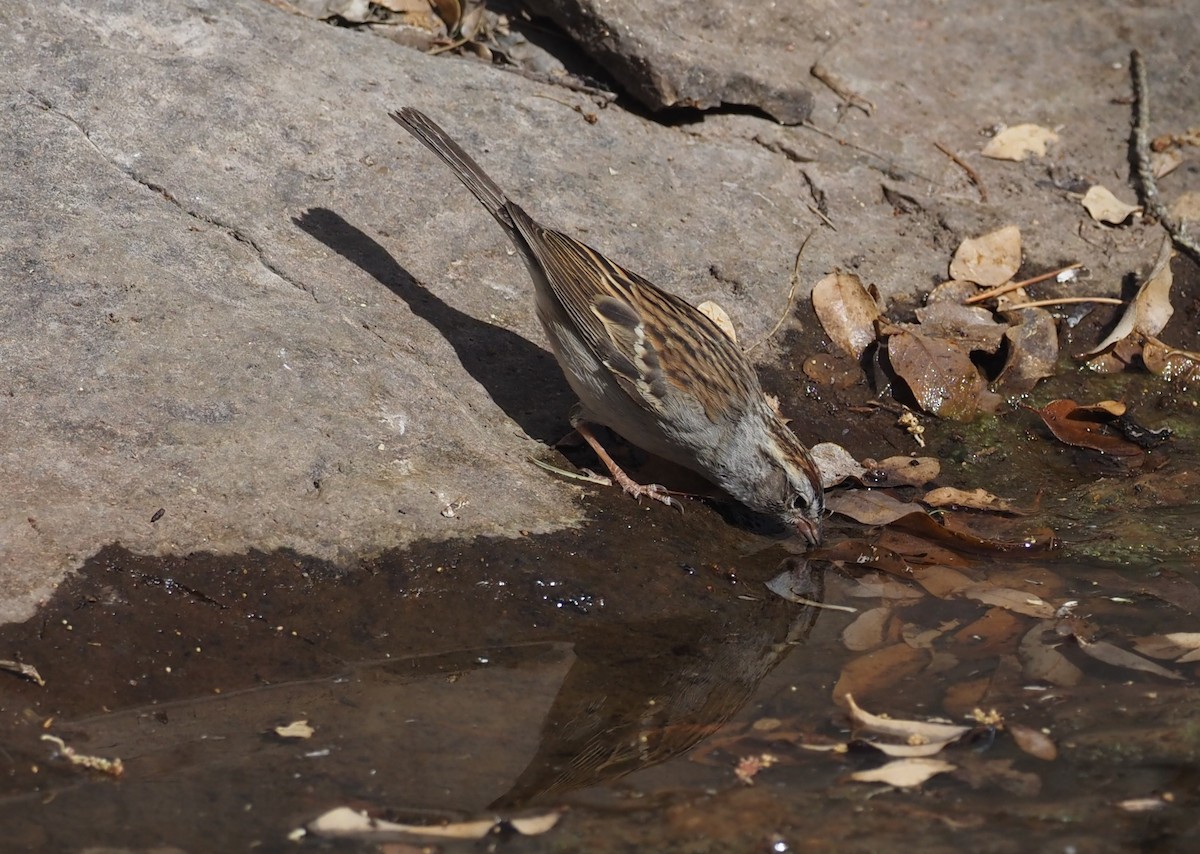 Chipping Sparrow - ML637443046
