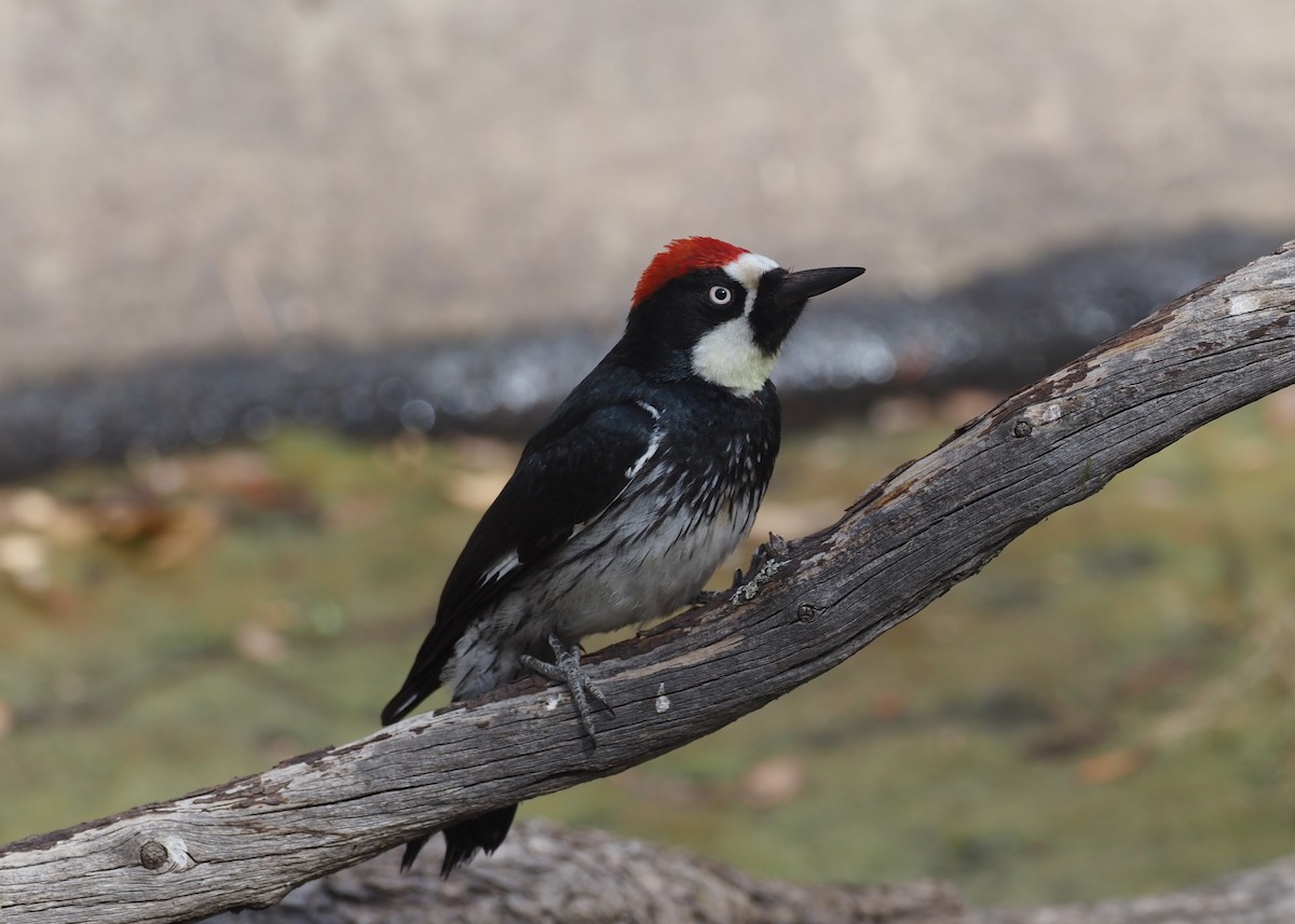Acorn Woodpecker - ML637443056