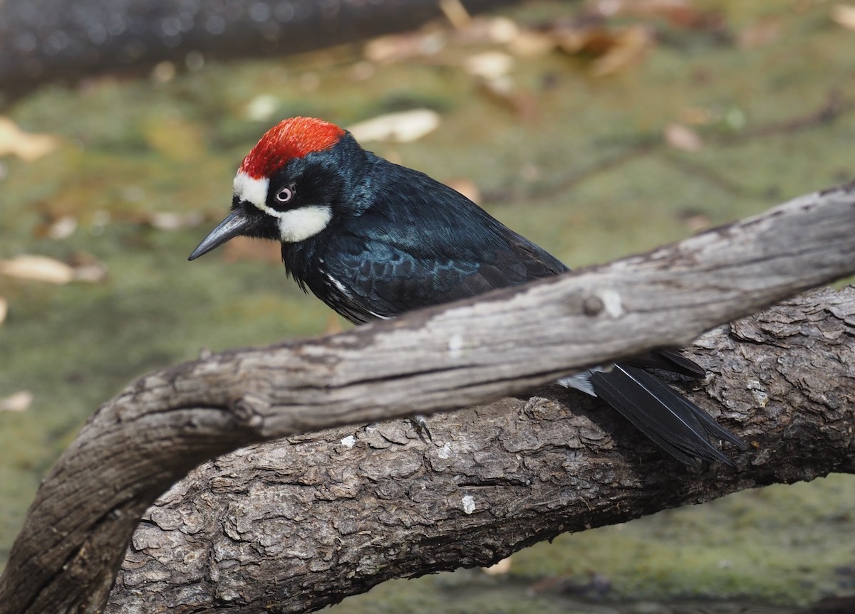 Acorn Woodpecker - ML637443057