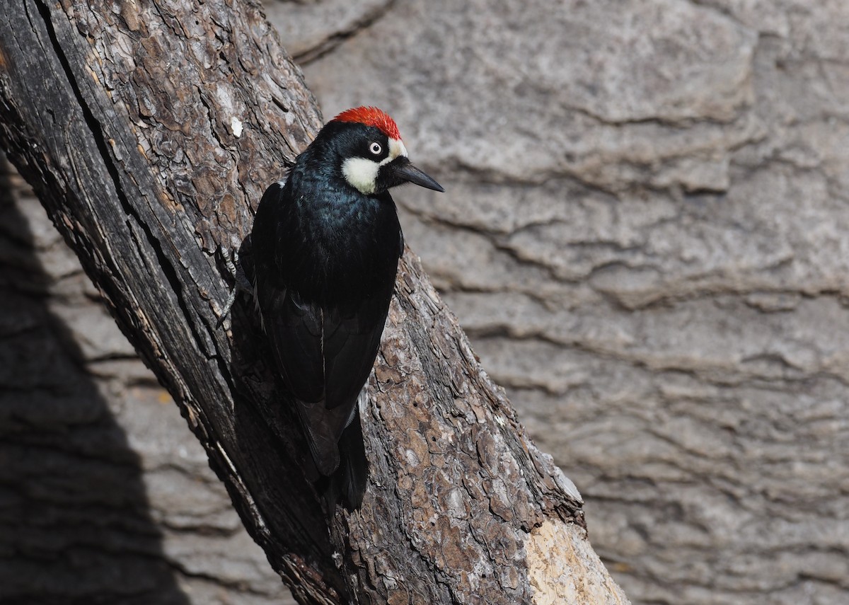 Acorn Woodpecker - ML637443058