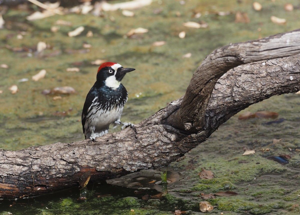 Acorn Woodpecker - ML637443059