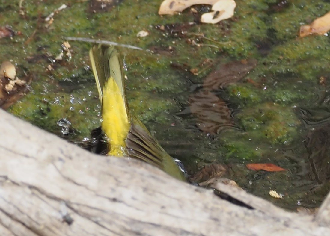 MacGillivray's Warbler - ML637443068