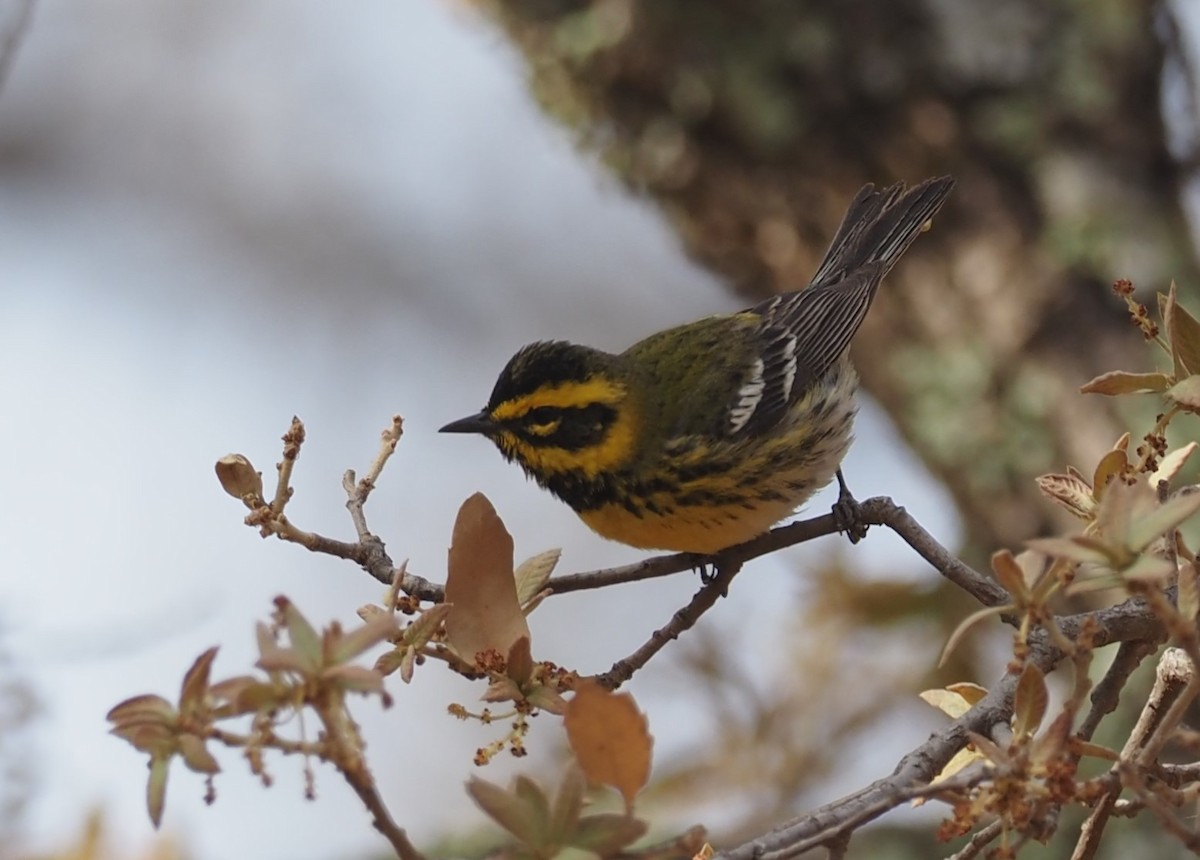 Townsend's Warbler - ML637443075