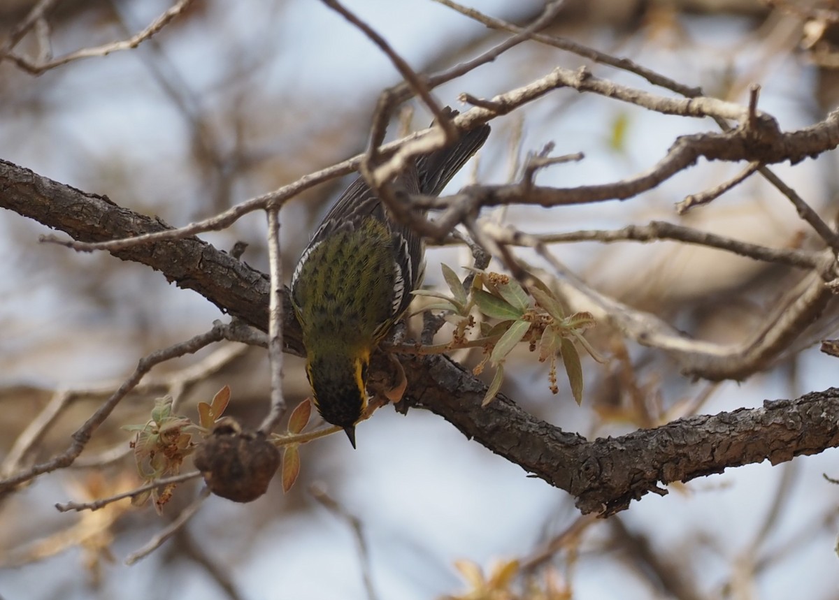 Townsend's Warbler - ML637443076
