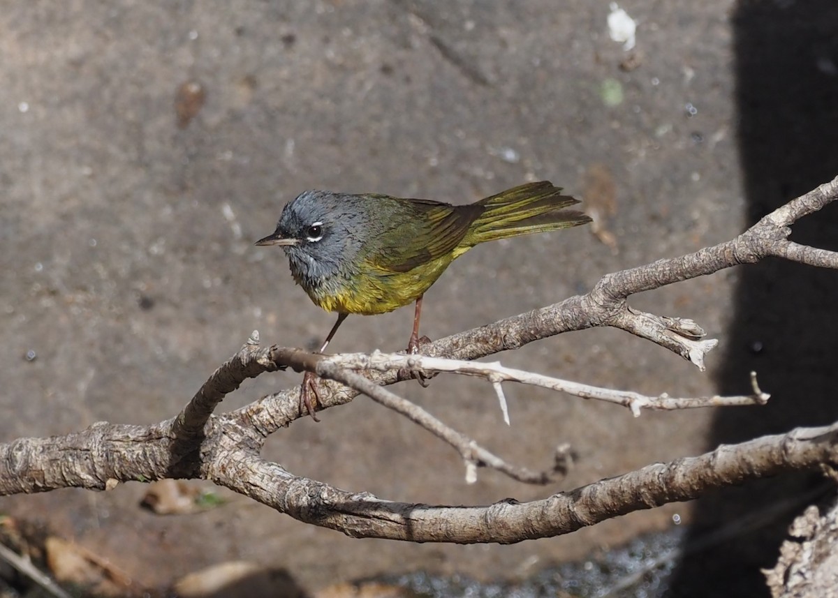 MacGillivray's Warbler - ML637443151
