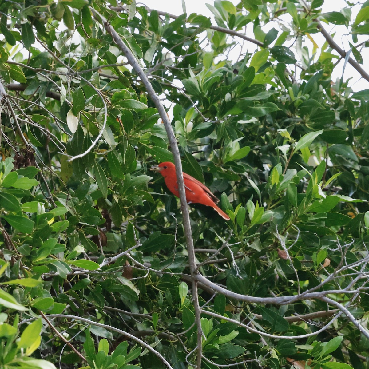 Summer Tanager - ML637443154
