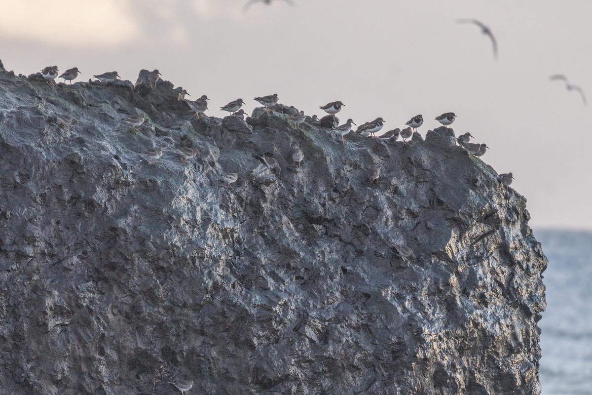 Purple Sandpiper - ML637443208