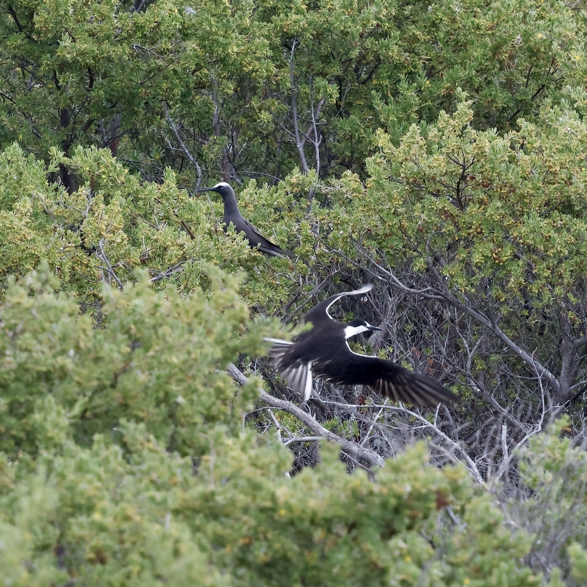 Black Noddy - ML637443244