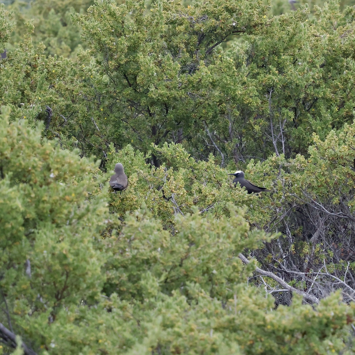 Black Noddy - ML637443264