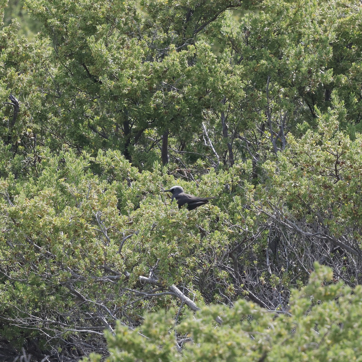 Black Noddy - ML637443295