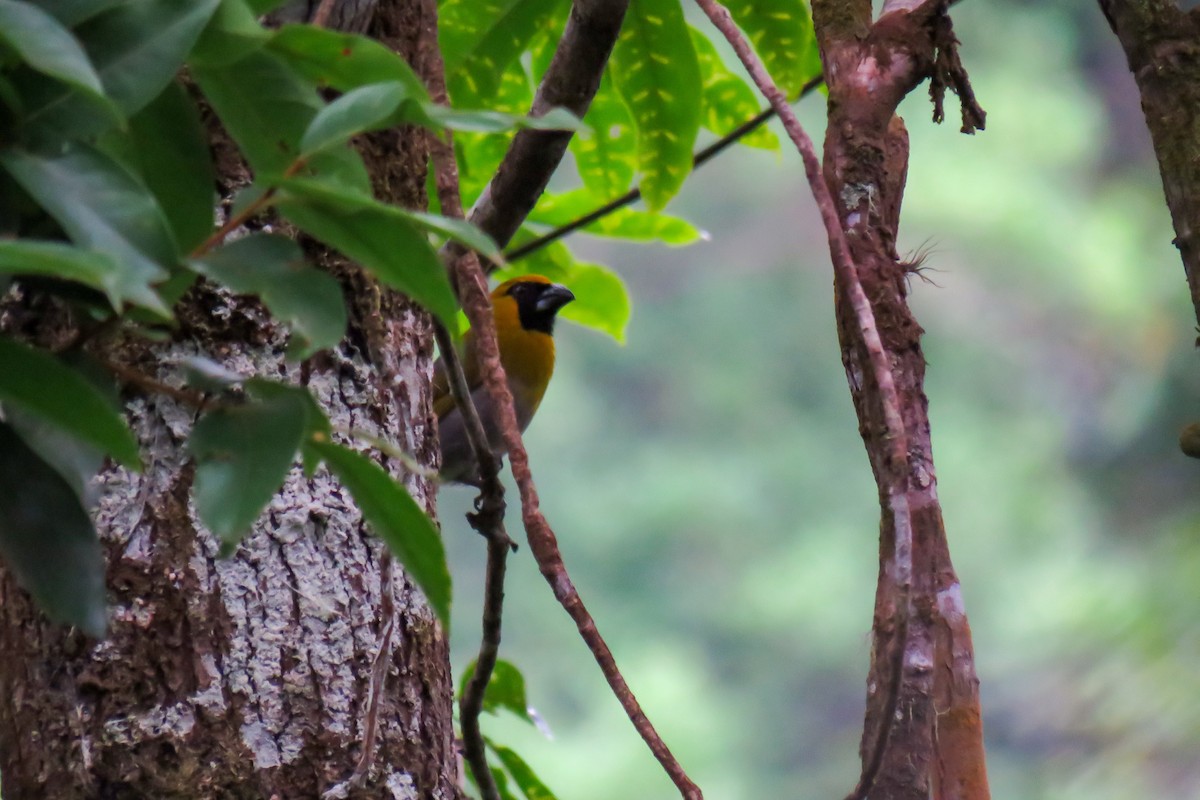 Black-faced Grosbeak - ML637443298