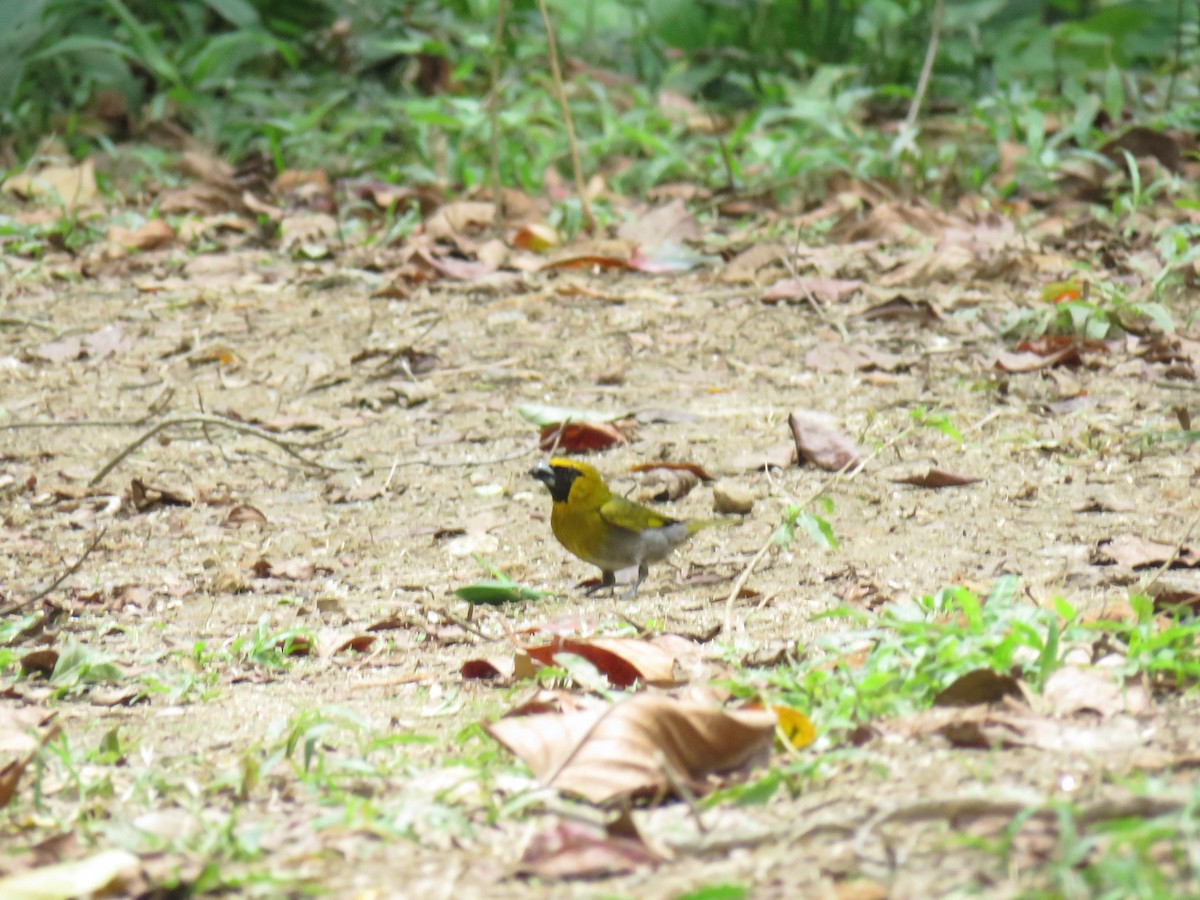 Black-faced Grosbeak - ML637443299