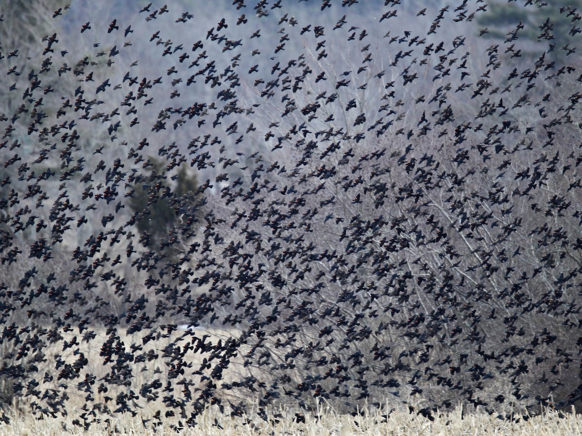 Flock