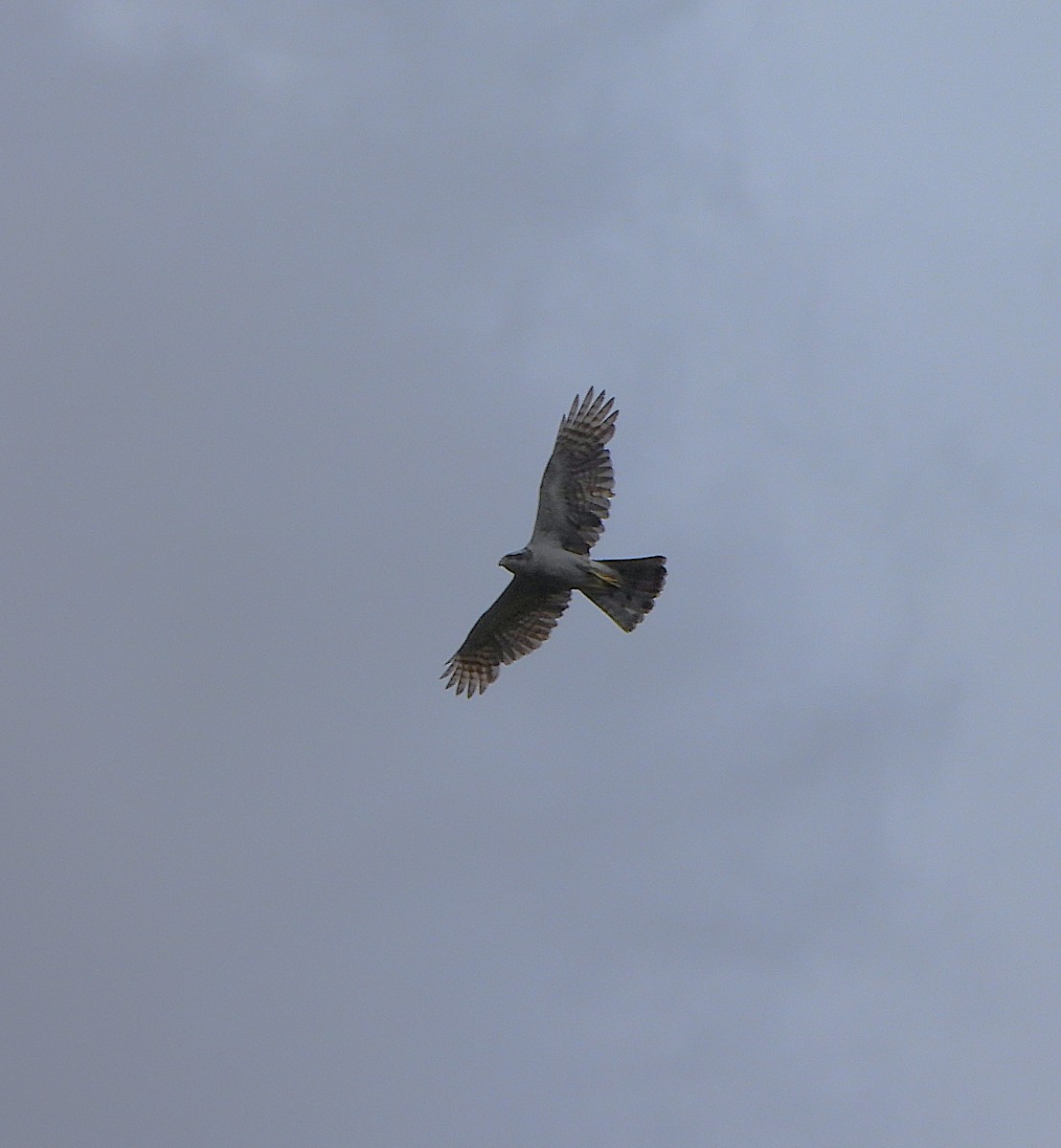 American Goshawk - ML637443359